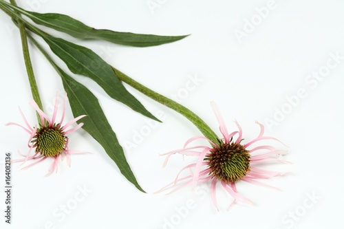 Narrow leaf coneflower, Echinacea angustifolia