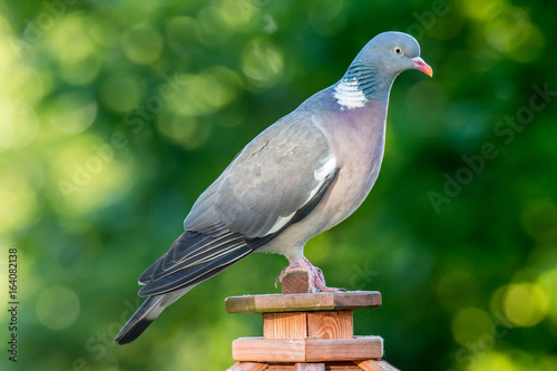 Wood pigeon on a bird house in summer photo