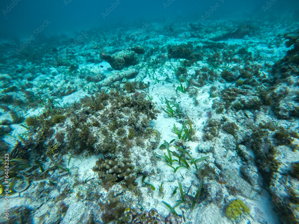 Fototapeta premium EL MECO SNORKEL IN ISLA MUERES 10