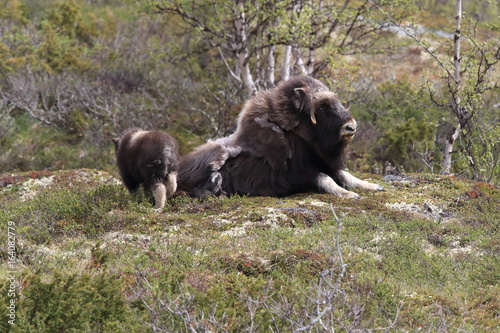 Muskox in Dovrefjell national park, Norway photo