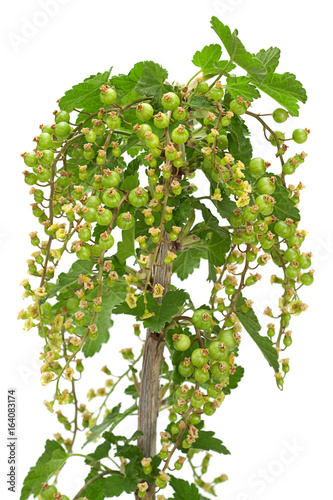 Canvastavla Young green currant