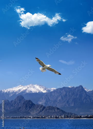 flying seagull over mountains