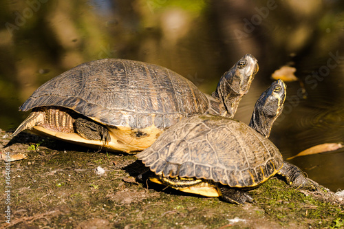 two turtles sunbathing on a warm rock on the side of a pond