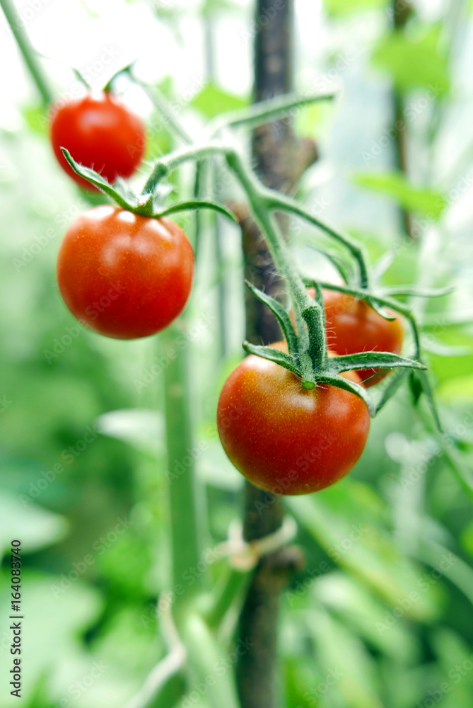 Tomato Plant