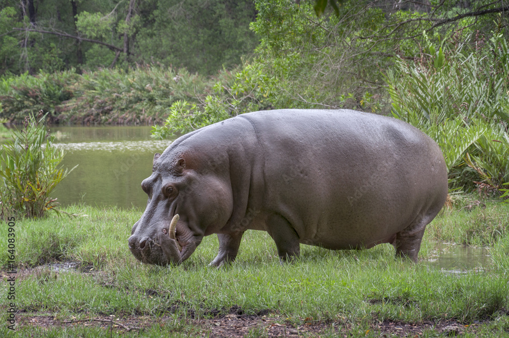 Hippo on the river bank coming out of the water. Hippo on the river bank coming out of the water.