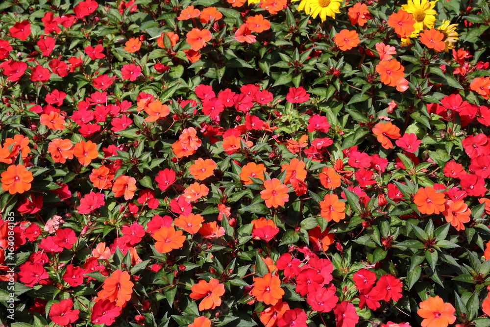 Red blooming New Guinea Impatiens in summer 