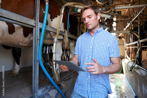 Dairy Farmer Using Digital Tablet In Milking Shed