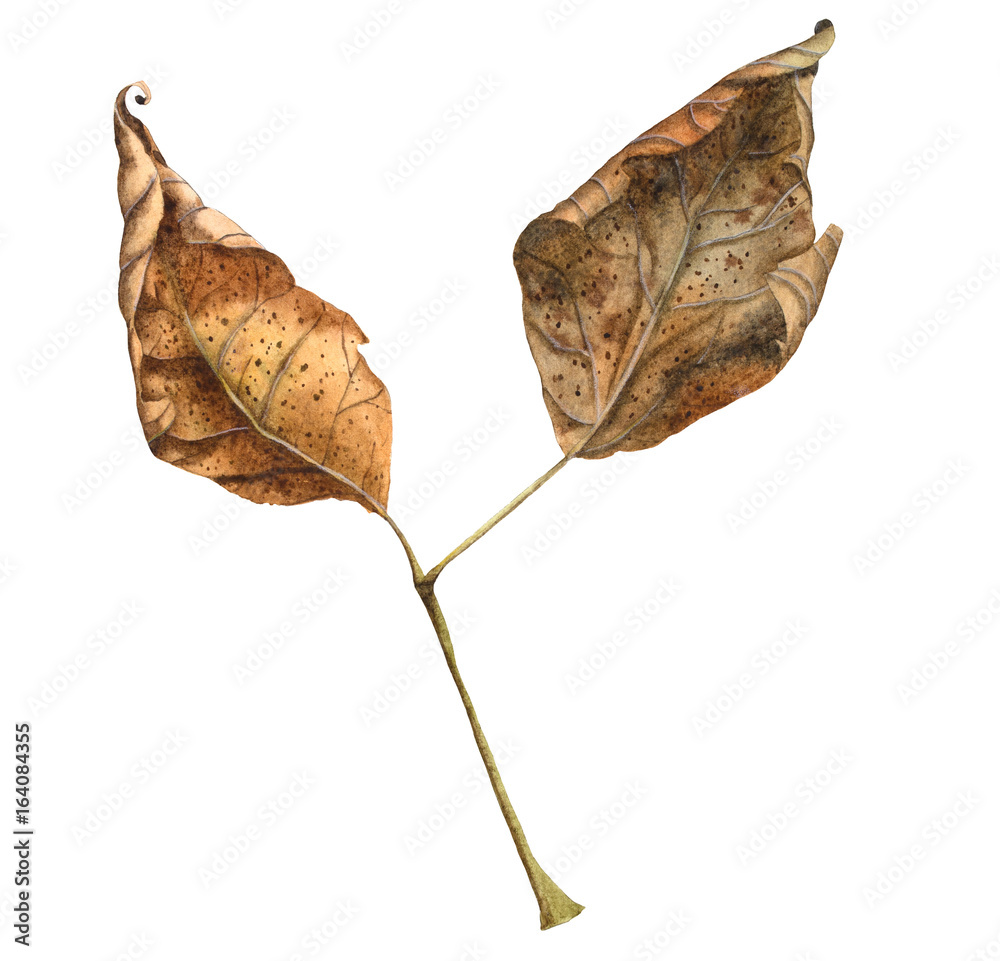 Fototapeta premium Realistic Watercolor Hand Drawn Dry Autumn Leaves