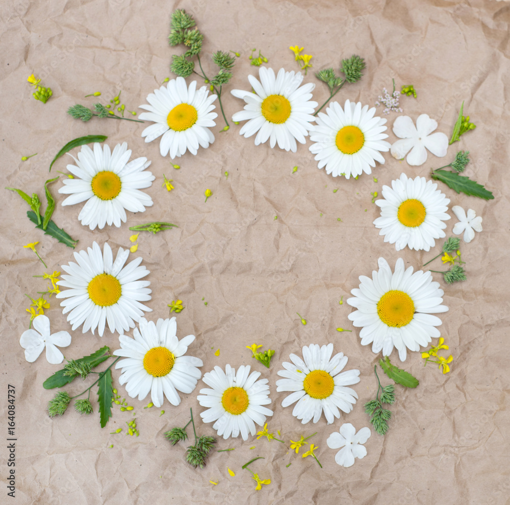 Obraz premium chamomile flowers