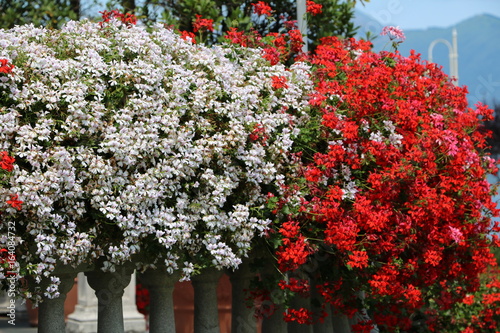 Fototapeta Naklejka Na Ścianę i Meble -  White and red geraniums in summer