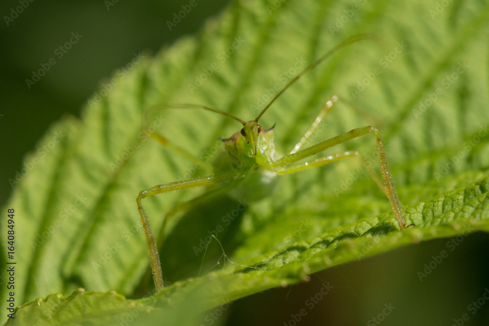 Fototapeta premium Pale Green Assassin Bug, Zelus luridus