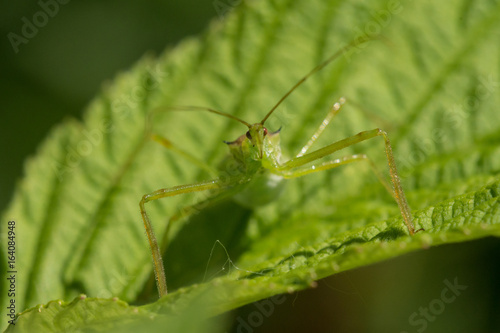 Pale Green Assassin Bug, Zelus luridus © Paul Sparks