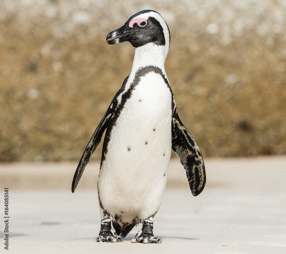 Fototapeta premium Plaża Boulders w Simonstown (RPA) z pingwinami