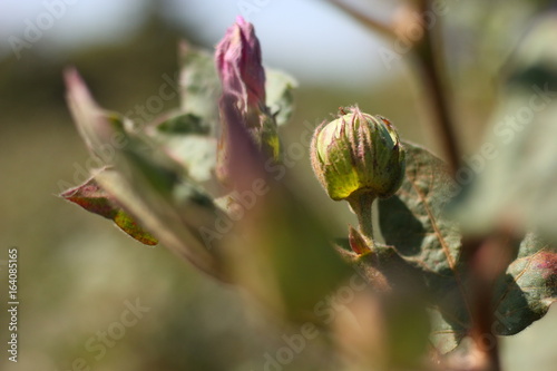 cotton fields india