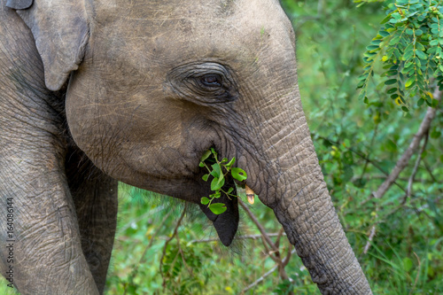 Close Up View of Young Elephant Head Eating Leaves