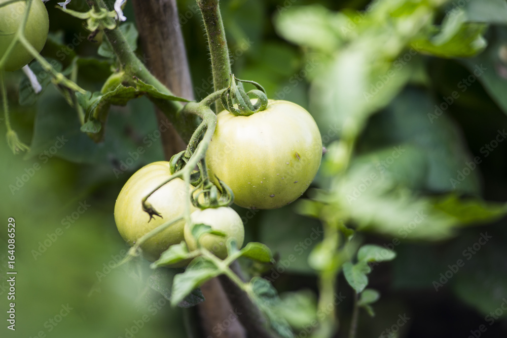 Dojrzewające na krzakach pomidory, których owoce pojawiają się w różnym czasie, w zależności od odmiany. - obrazy, fototapety, plakaty 