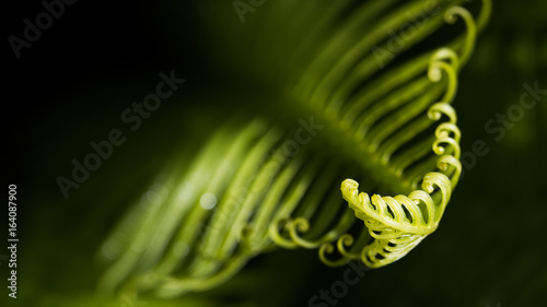 Curled leaf