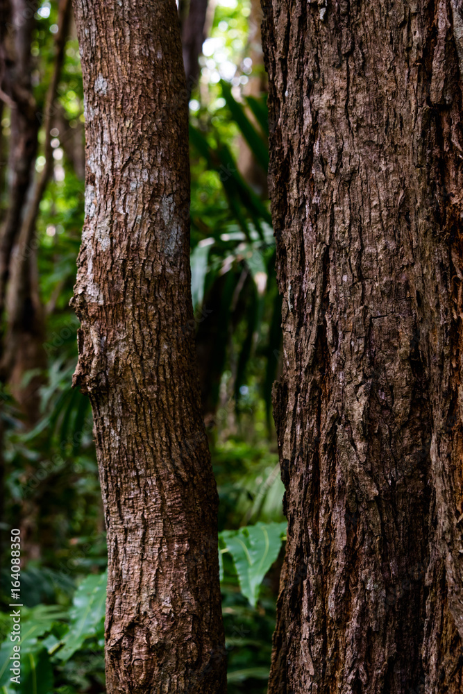 Tree trunk