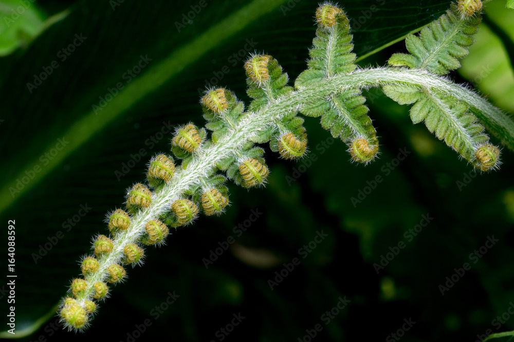Fototapeta premium Curled leaf