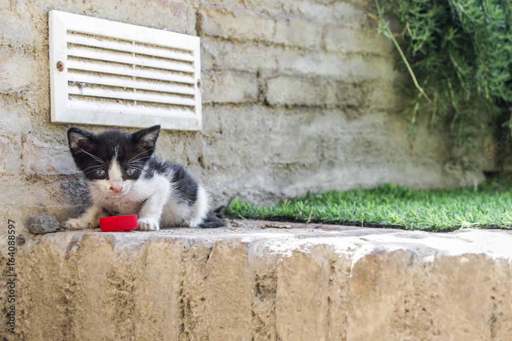 Gato bebiendo del tapón de una botella