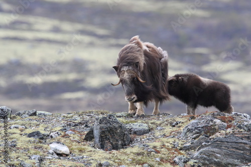 Muskox in Dovrefjell national park, Norway photo