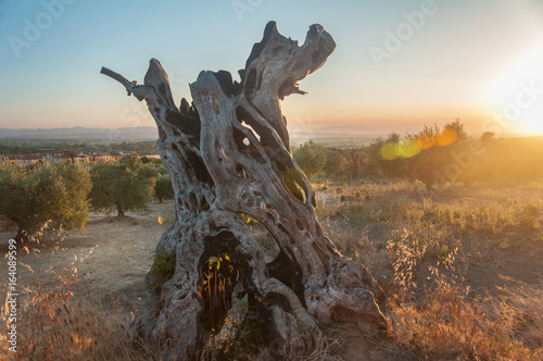 The trunk of the dead olive tree is lit by sunset rays