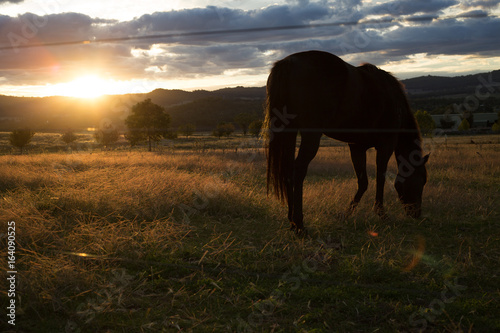 Horse at sunset © Alchera Productions