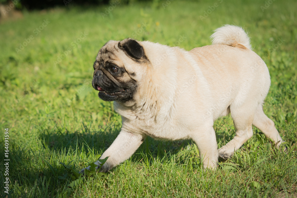 Mops Mops