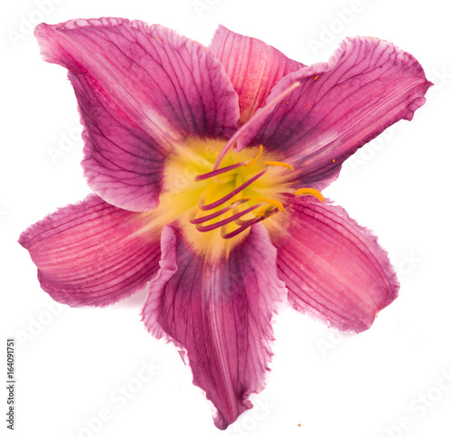 Fototapeta Naklejka Na Ścianę i Meble -  Flower daylily on white background