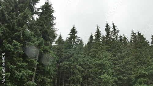 wind shakes the branches high spruces in rainy day