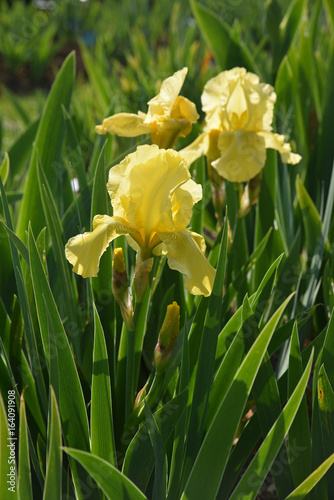Fototapeta Naklejka Na Ścianę i Meble -  Iris germanica jaune au printemps au jardin