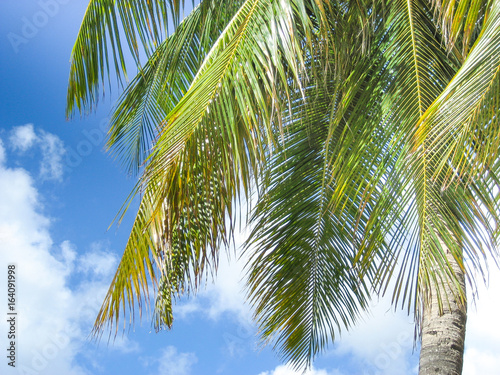 Palme am tropischen Strand