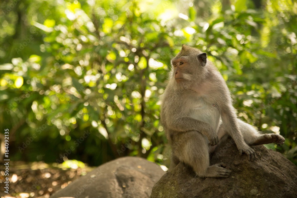 Monkey in Monkey Forest - Ubud Bali