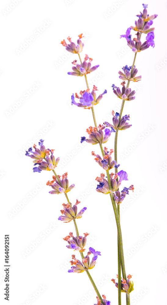 Obraz premium Lavender flower