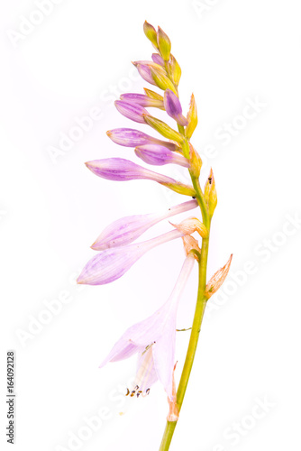 Flower hosts on a white background