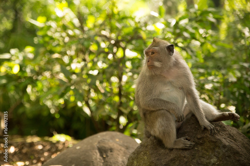 Monkey in Monkey Forest - Ubud Bali © Jeremy