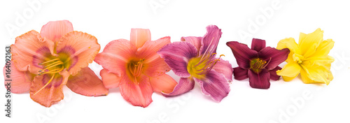 Flower daylily on white background