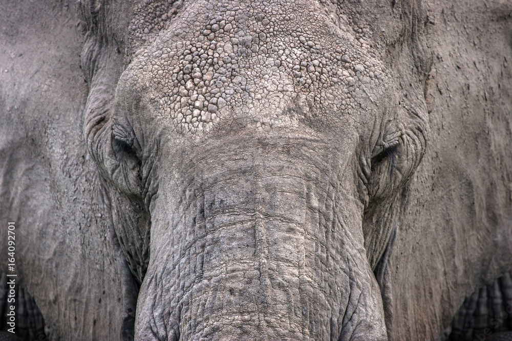 Fototapeta premium background elephant