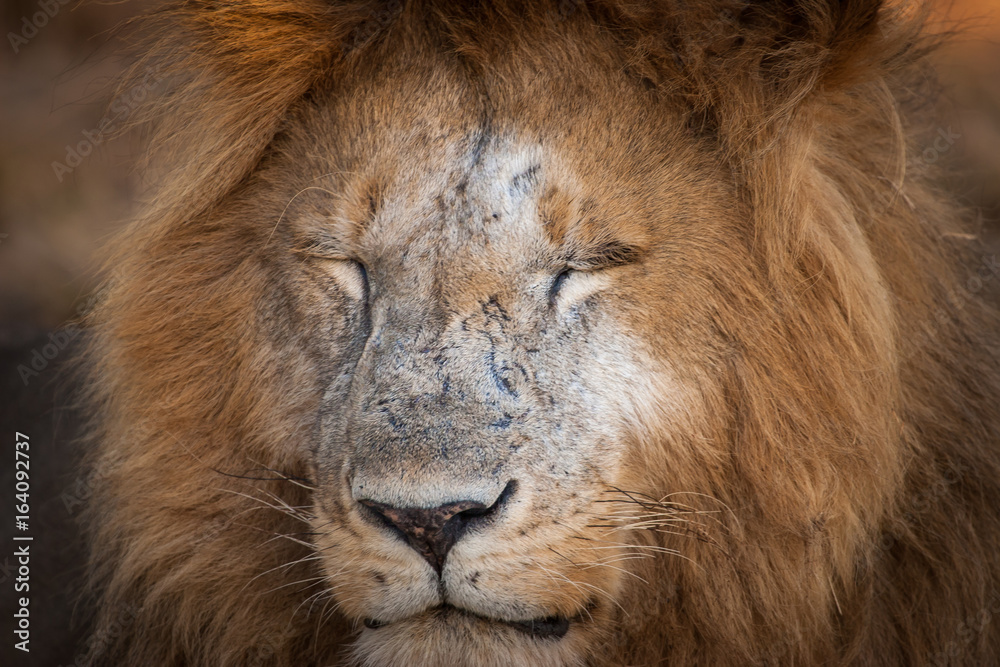 Lion portrait. The lion sleeps. Africa.