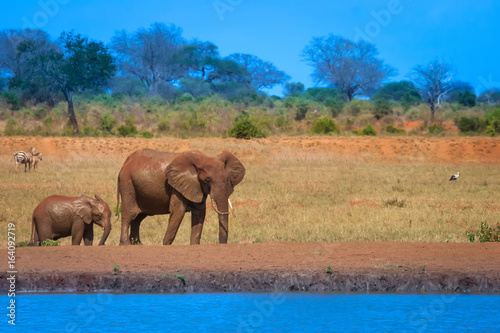 A young elephant right next...