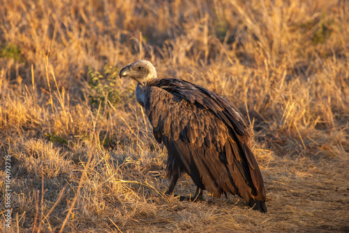 Africa. Bird of prey vultures.