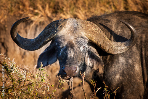 African Buffalo Bull