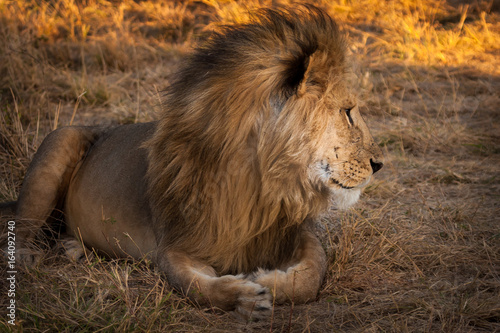 Lion lying on the grass. Af...