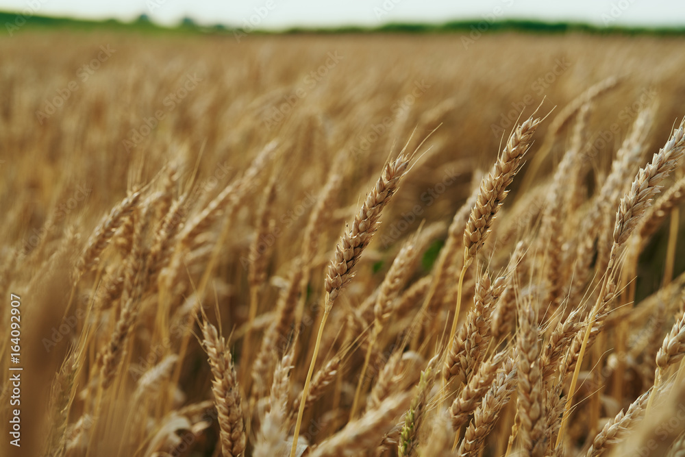 gold, growth, plant, nature, rye, sunlight, autumn, wheat, sun gold, growth, plant, nature, rye, sunlight, autumn, wheat, sun
