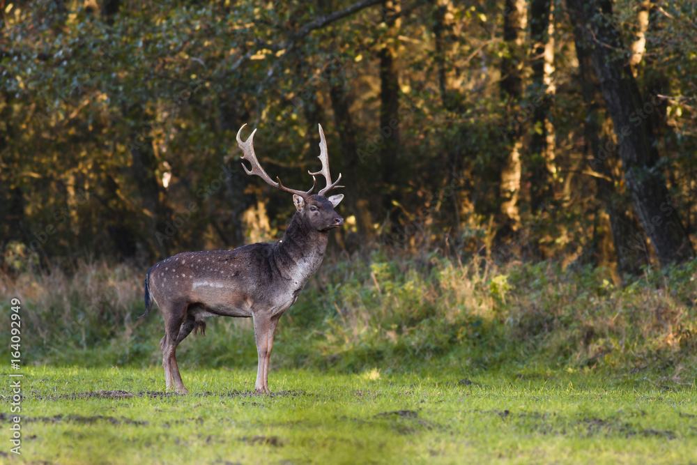 Fallow deer