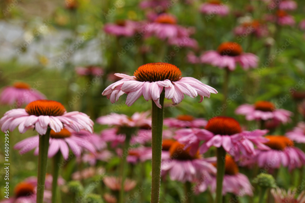 Purpur-Sonnenhut (Echinacea purpurea), Roter Scheinsonnenhut Purpur-Sonnenhut (Echinacea purpurea), Roter Scheinsonnenhut