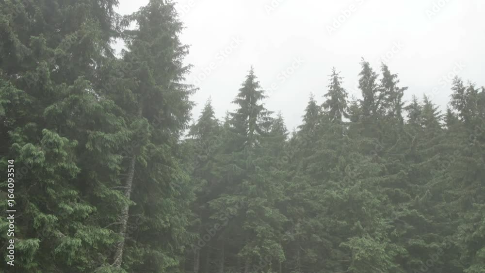 wind shakes the branches high spruces in rainy day