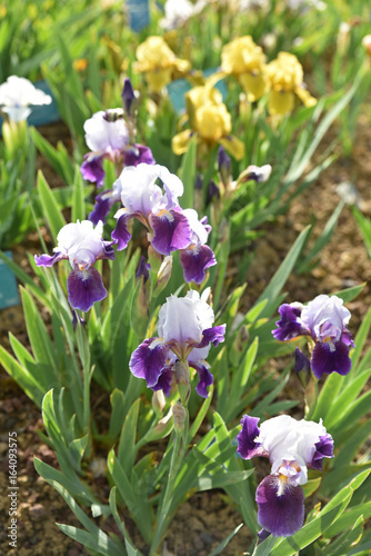 Fototapeta Naklejka Na Ścianę i Meble -  Iris germanica bleu et blanc au printemps au jardin