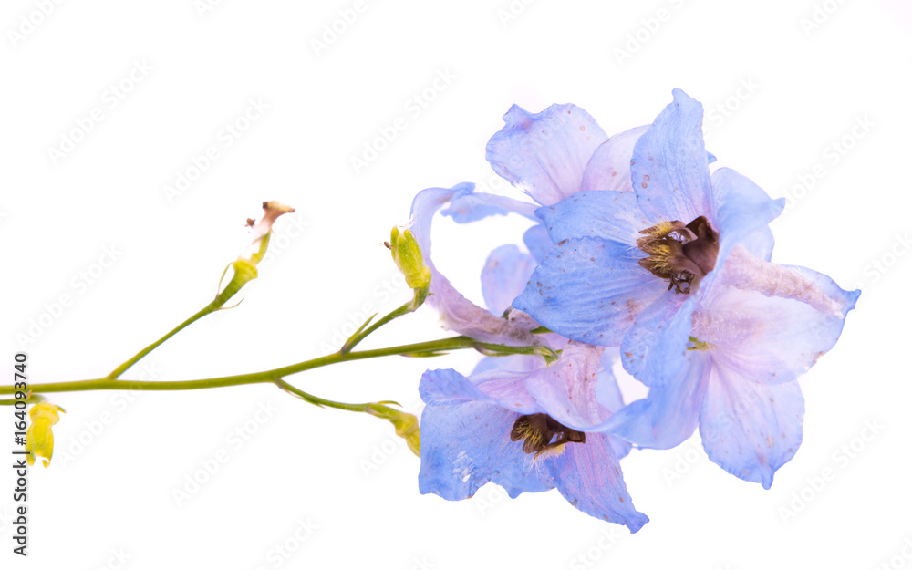 Obraz premium Dolphinium flower