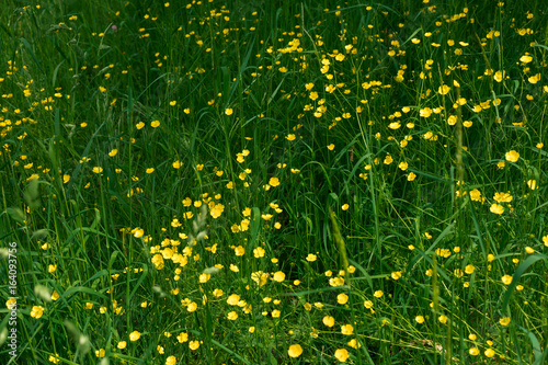 Wiese voller Butterblumen